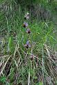 ophrys crabronifera